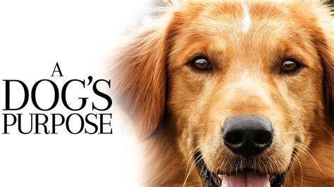 watch a dog's purpose online for free|123movies a dog's purpose.